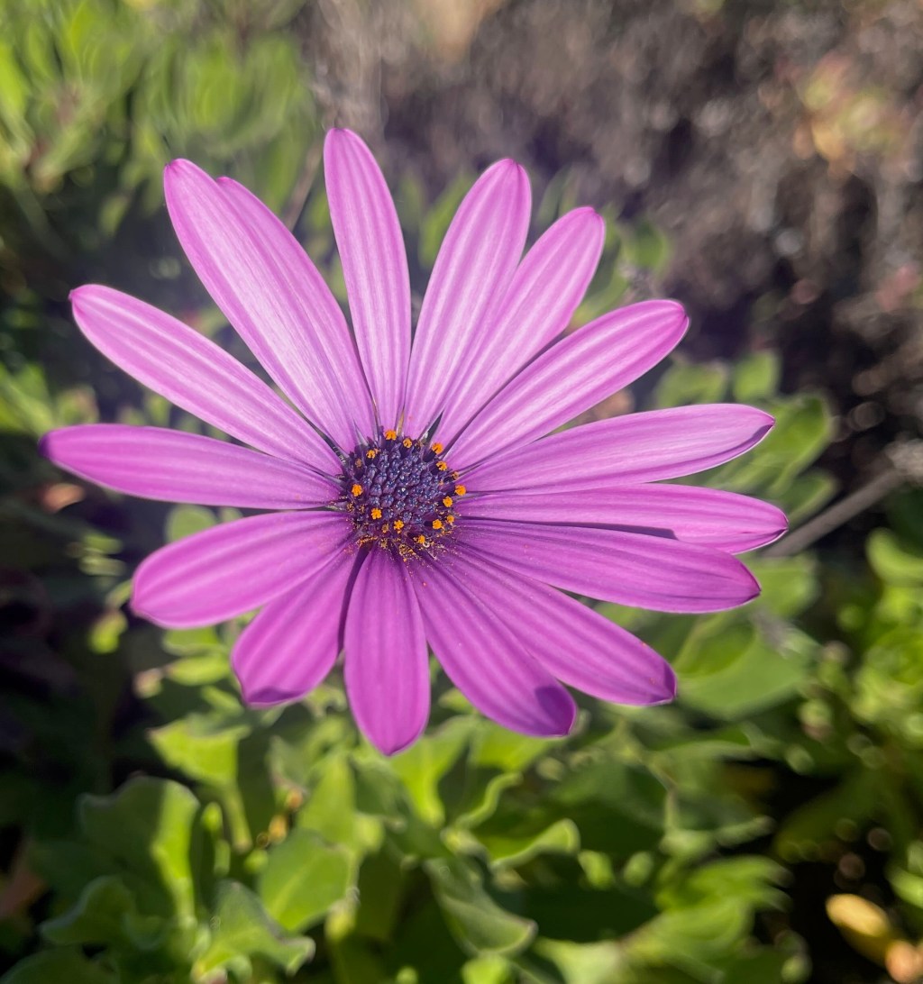 🎯 Ritual de gratitud y desafío para el Año&nbsp;Nuevo